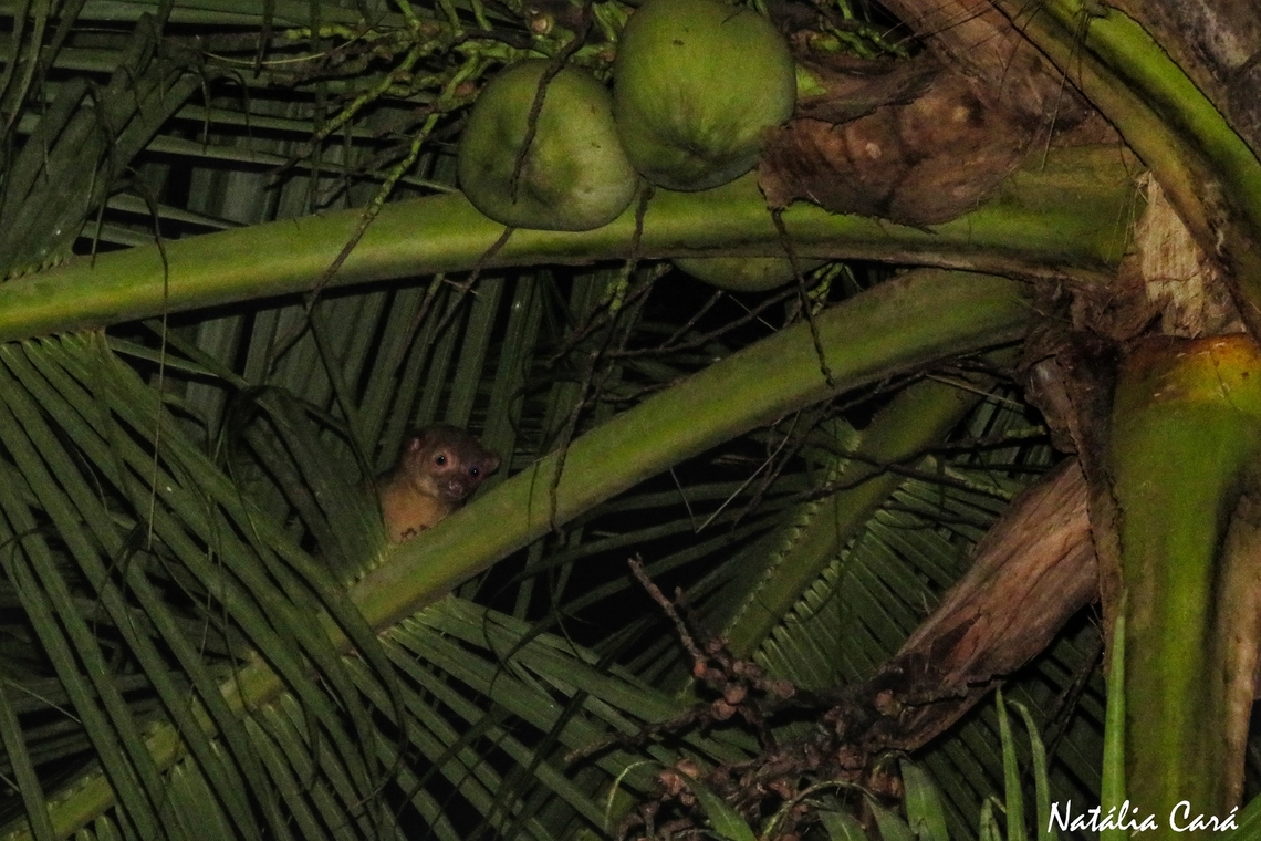 Kinkajou (Potos flavus)  Costa Rica,Geotagged,Kinkajou,Potos flavus,Summer