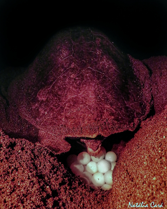 Olive Ridley nesting (Lepidochelys olivacea)  Costa Rica,Geotagged,Lepidochelys olivacea,Olive ridley sea turtle,Summer