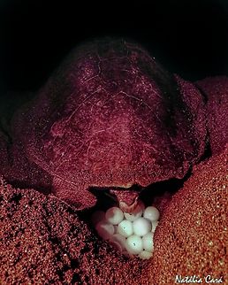 Olive ridley sea turtle