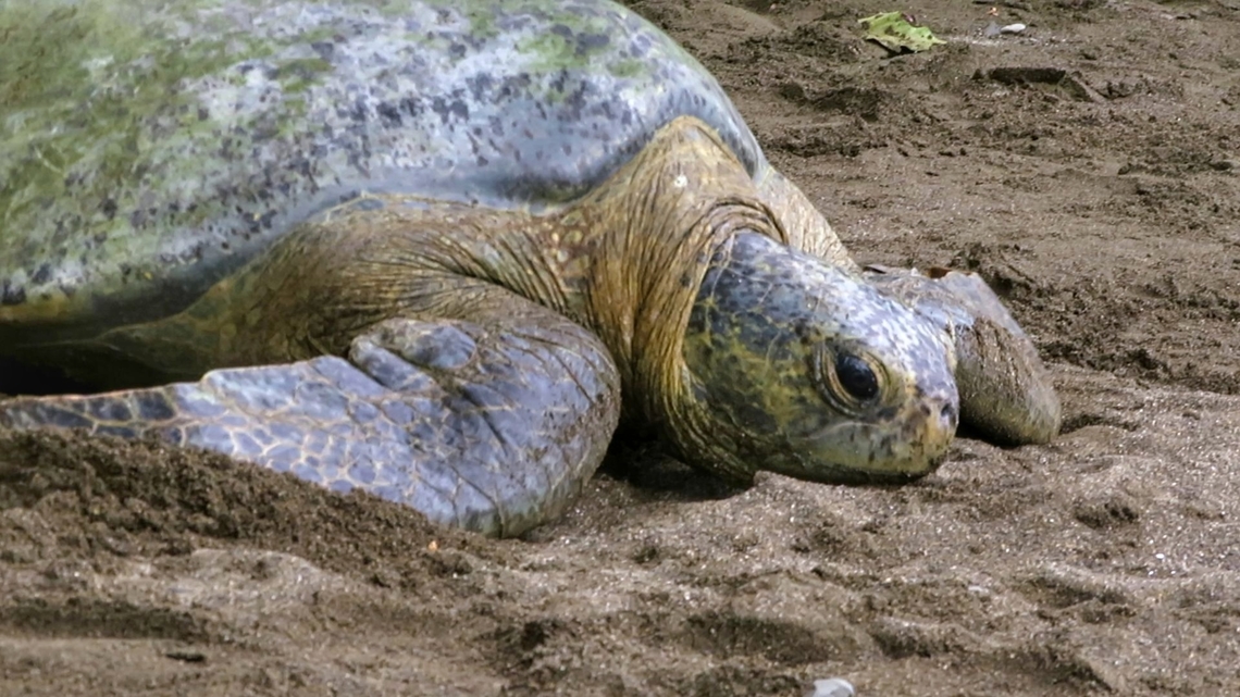 Black Turtle (Chelonia mydas agassizii) Also known as Pacific Green Turtle Chelonia mydas,Costa Rica,Geotagged,Green sea turtle