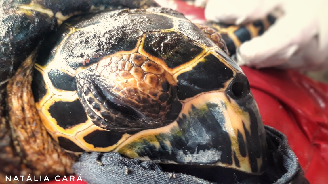Hawksbill Sea Turtle (Eretmochelys imbricata) A juvenile Hawksbill that was measured, weighed, microchipped, and provided us a tissue sample for analysis. In return, we removed its ectoparasites, then released back into the ocean. Costa Rica,Eretmochelys imbricata,Geotagged,Hawksbill sea turtle,Summer