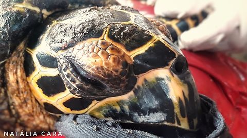 Hawksbill Sea Turtle (Eretmochelys imbricata) A juvenile Hawksbill that was measured, weighed, microchipped, and provided us a tissue sample for analysis. In return, we removed its ectoparasites, then released back into the ocean. Costa Rica,Eretmochelys imbricata,Geotagged,Hawksbill sea turtle,Summer