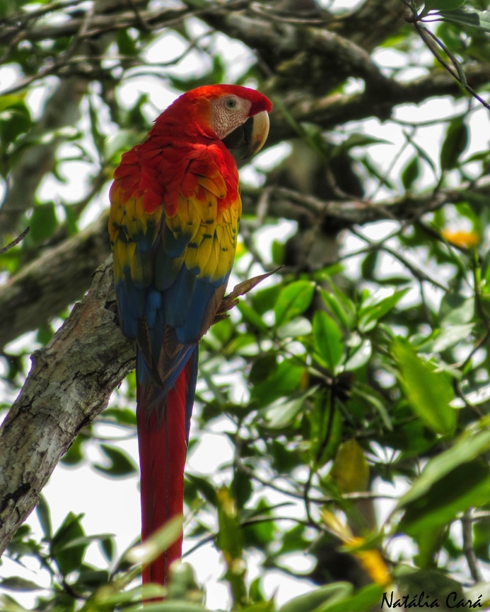 Scarlet Macaw (Ara macao)  Ara macao,Costa Rica,Geotagged,Scarlet macaw,Summer