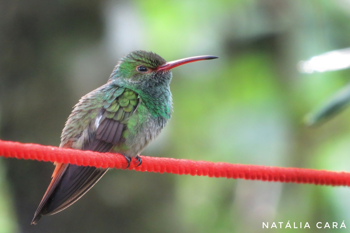 Rufous-tailed Hummingbird (Amazilia tzacatl) A grumpy little one... Amazilia tzacatl,Costa Rica,Geotagged,Rufous-tailed hummingbird,Summer
