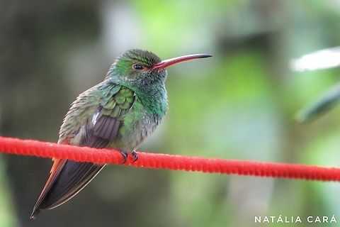 Rufous-tailed Hummingbird (Amazilia tzacatl) A grumpy little one... Amazilia tzacatl,Costa Rica,Geotagged,Rufous-tailed hummingbird,Summer