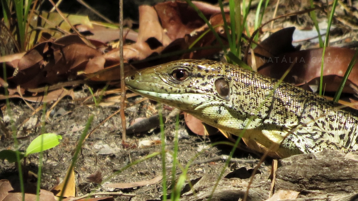 Gold Tegu (Tupinambis teguixin)  Brazil,Geotagged,Gold tegu,Tupinambis teguixin,Winter