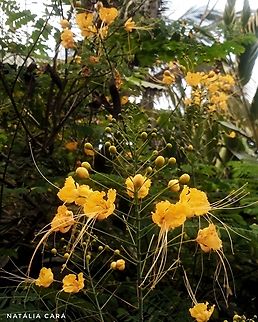 Peacock Flower (Caesalpinia pulcherrima)  Caesalpinia pulcherrima,Costa Rica,Geotagged,Peacock Flower,Summer