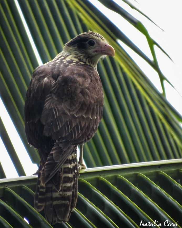 Immature Yellow-headed Caracara (Milvao chimachima)  Costa Rica,Geotagged,Milvago chimachima,Summer,Yellow-headed caracara