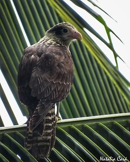 Immature Yellow-headed Caracara (Milvao chimachima)  Costa Rica,Geotagged,Milvago chimachima,Summer,Yellow-headed caracara