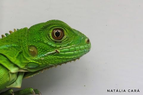 Young Green Iguana (Iguana iguana)  Costa Rica,Geotagged,Green iguana,Iguana iguana,Summer