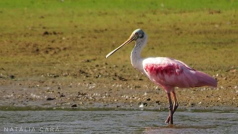 Roseate Spoonbill (Platalea ajaja)  Brazil,Geotagged,Platalea ajaja,Roseate Spoonbill,Winter