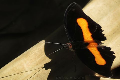 Unspottd Firewing (Catonephele acontius) Brazil,Catonephele acontius,Geotagged,Winter,catonephele acontius