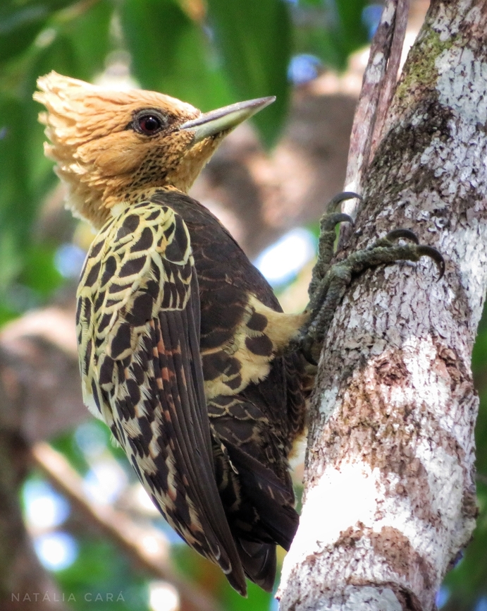 Female Ochre-backed Woodpecker (Celeus ochraceus)  Brazil,Celeus flavescens,Geotagged,Ochre-backed woodpecker,Winter