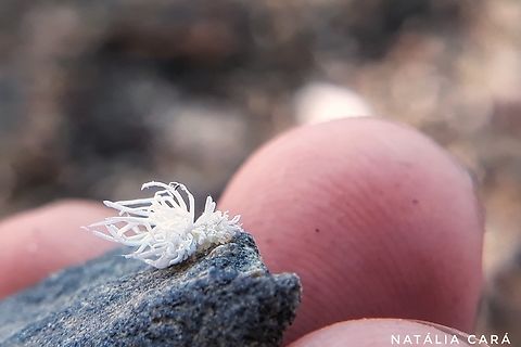 Mealybug Destroyer larva (Cryptolaemus montouzieri)  Costa Rica,Cryptolaemus montouzieri,Cryptolaemus montrouzieri,Geotagged,Summer