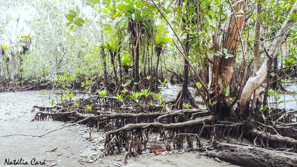 White Mangrove (Laguncularia racemosa)  Costa Rica,Geotagged,Laguncularia racemosa,Summer,White mangrove