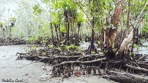 White Mangrove (Laguncularia racemosa)  Costa Rica,Geotagged,Laguncularia racemosa,Summer,White mangrove