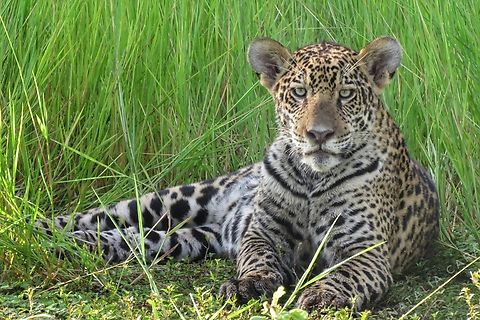 8-month-old male jaguar cub (Panthera onca)  Brazil,Fall,Geotagged,Jaguar,Panthera onca