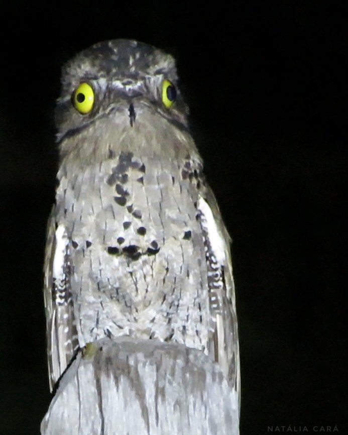 Common Potoo (Nyctibius griseus)  Brazil,Common pooto,Geotagged,Nyctibius griseus