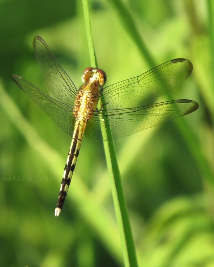 Band-winged Dragonlet (Erythrodiplax umbrata)  Band-winged dragonlet,Brazil,Erythrodiplax umbrata,Fall,Geotagged