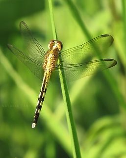 Band-winged Dragonlet (Erythrodiplax umbrata) Band-winged dragonlet,Brazil,Erythrodiplax umbrata,Fall,Geotagged