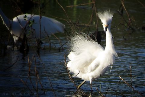 Snowy Egret (Egretta thula)  Brazil,Egretta thula,Fall,Geotagged,Snowy Egret