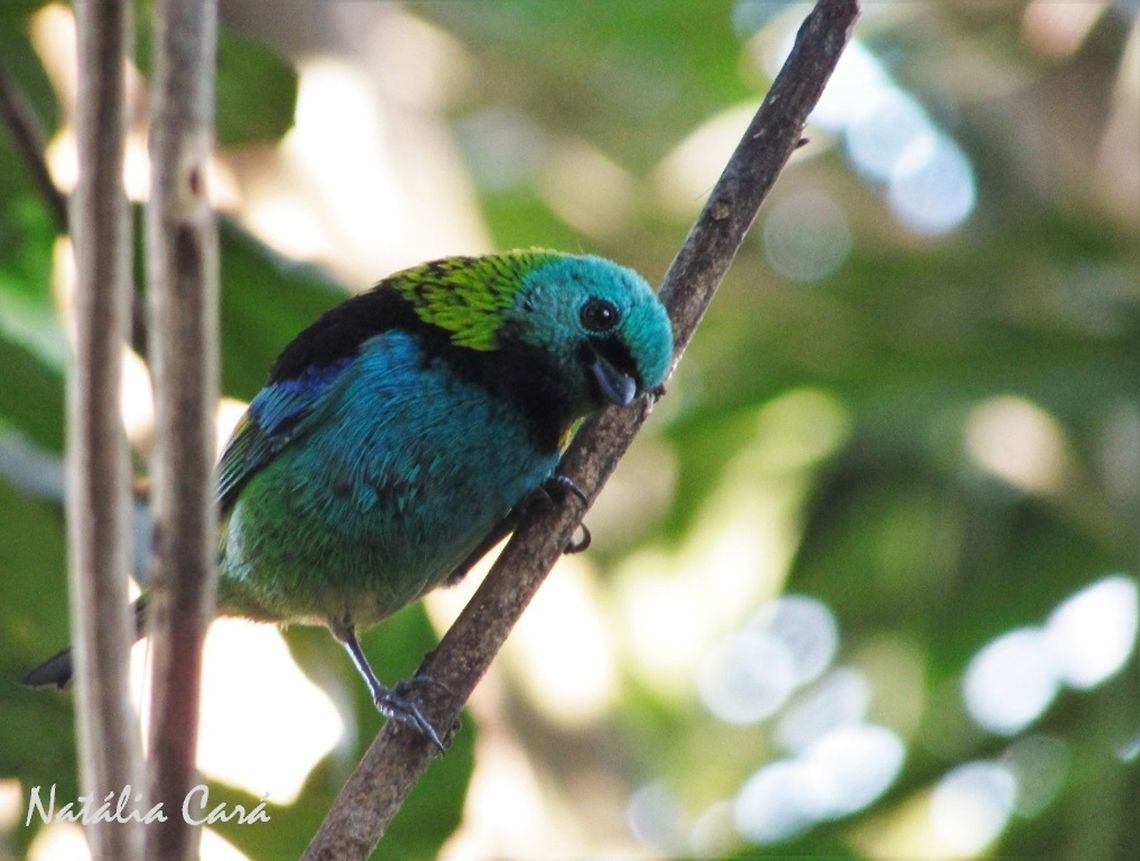 Green-headed Tanager (Tangara seledon) Taken in Peru&iacute;be, a coastal town in the state of S&atilde;o Paulo, Brazil. Locally known as Sa&iacute;ra-sete-cores. Atlantic forest,Brazil,Geotagged,Passeriformes,Peruibe,Sao Paulo,South America,Tangara,Tangara seledon,Thraupidae,Winter,bird,colorful,green-headed tanager,passerine,tanager