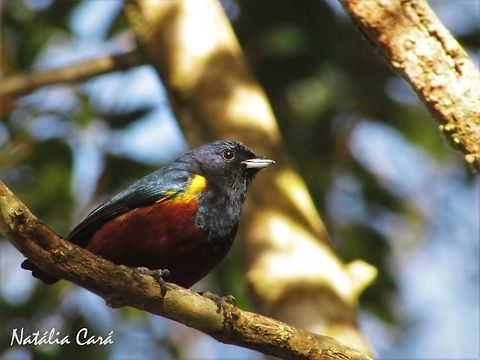 Male Chesnut-bellied Euphonia (Euphonia pectoralis) Taken in Peruíbe, a coastal town in the state of São Paulo, Brazil. Locally known as Ferro-velho. Atlantic Forest,Brazil,Chestnut-bellied euphonia,Euphonia pectoralis,Euphoniinae,Fringillidae,Geotagged,Passeriformes,Peruibe,Sao Paulo,South America,Winter,bird,passerine