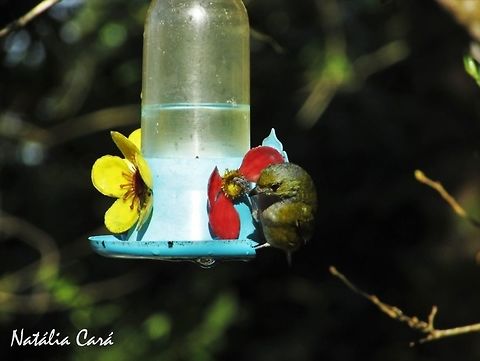 Female Chesnut-bellied Euphonia (Euphonia_pectoralis) Taken in Peruíbe, a coastal town in the state of São Paulo, Brazil. Locally know as Ferro-velho. Atlantic Forest,Brazil,Chestnut-bellied euphonia,Euphonia pectoralis,Euphoniinae,Fringillidae,Geotagged,Passeriformes,Peruibe,Sao Paulo,South America,Winter,bird,passerine