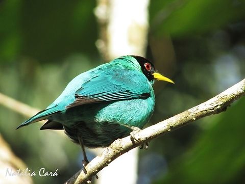 Male Green Honeycreeper (Chlorophanes spiza) Taken in Peru&iacute;be, a coastal town in the state of S&atilde;o Paulo, Brazil. Locally know as Sa&iacute;-verde. Atlantic Forest,Brazil,Chlorophanes,Chlorophanes spiza,Geotagged,Green Honeycreeper,Passeriformes,Peruibe,Sao Paulo,South America,Thraupidae,Winter,bird,honeycreeper,passerine