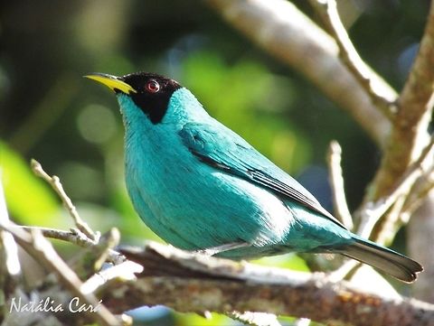 Male Green Honeycreeper (Chlorophanes spiza) Taken in Peruíbe, a coastal town in the state of São Paulo, Brazil. Locally know as Saí-verde. Atlantic Forest,Brazil,Chlorophanes,Chlorophanes spiza,Geotagged,Green Honeycreeper,Passeriformes,Peruibe,Sao Paulo,South America,Thraupidae,Winter,bird,honeycreeper,passerine