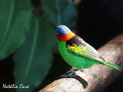 Red-necked tanager