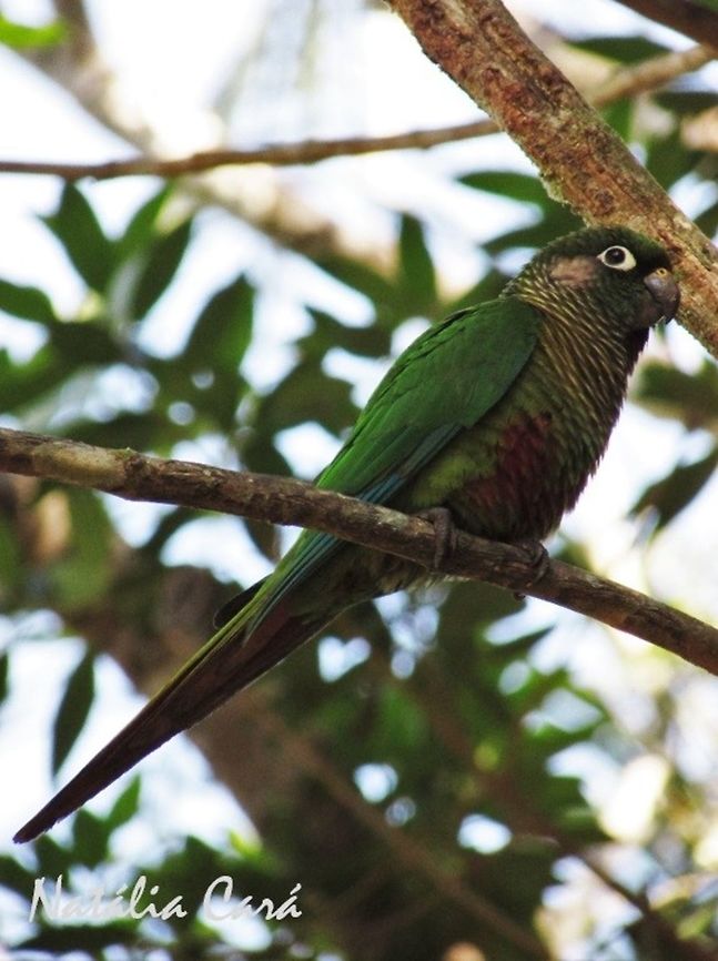 Maroon-bellied Parakeet (Pyrrhura leucotis) Taken in Peru&iacute;be, a coastal town in the state of S&atilde;o Paulo, Brazil. Locally know as Tiriba. Arinae,Atlantic Forest,Brazil,Geotagged,Peruibe,Psittacidae,Psittaciformes,Pyrrhura,Pyrrhura frontalis,Sao Paulo,South America,Winter,bird,maroon-bellied parakeet,parakeet,parrot