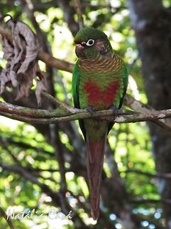 Maroon-bellied Parakeet (Pyrrhura frontalis) Taken in Peruíbe, a coastal town in the state of São Paulo, Brazil. Locally know as Tiriba. Arinae,Atlantic Forest,Brazil,Geotagged,Peruibe,Psittacidae,Psittaciformes,Pyrrhura,Pyrrhura frontalis,Sao Paulo,South America,Winter,bird,maroon-bellied parakeet,parakeet,parrot
