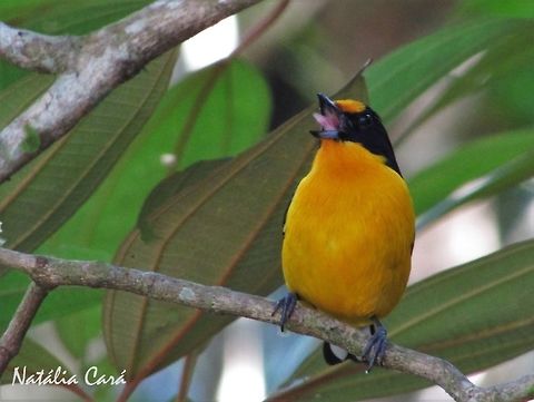 Male Violaceous Euphonia (Euphonia violacea) Taken in Peruíbe, a coastal town in the state of São Paulo, Brazil. Locally know as Gaturamo-verdadeiro. Atlantic Forest,Brazil,Euphonia violacea,Fringillidae,Geotagged,Passeriformes,Peruibe,Sao Paulo,South America,Violaceous euphonia,Winter,bird,euphonia,passerine