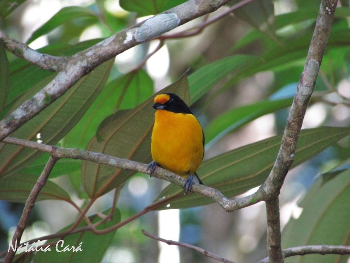 Male Violaceous Euphonia (Euphonia violacea) Taken in Peru&iacute;be, a coastal town in the state of S&atilde;o Paulo, Brazil. Locally know as Gaturamo-verdadeiro. Atlantic Forest,Brazil,Euphonia violacea,Fringillidae,Geotagged,Passeriformes,Peruibe,Sao Paulo,South America,Violaceous euphonia,Winter,bird,euphonia,passerine