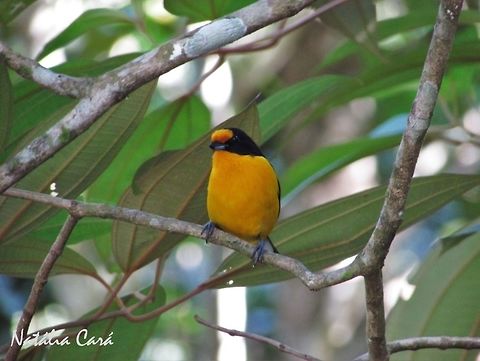 Male Violaceous Euphonia (Euphonia violacea) Taken in Peruíbe, a coastal town in the state of São Paulo, Brazil. Locally know as Gaturamo-verdadeiro. Atlantic Forest,Brazil,Euphonia violacea,Fringillidae,Geotagged,Passeriformes,Peruibe,Sao Paulo,South America,Violaceous euphonia,Winter,bird,euphonia,passerine