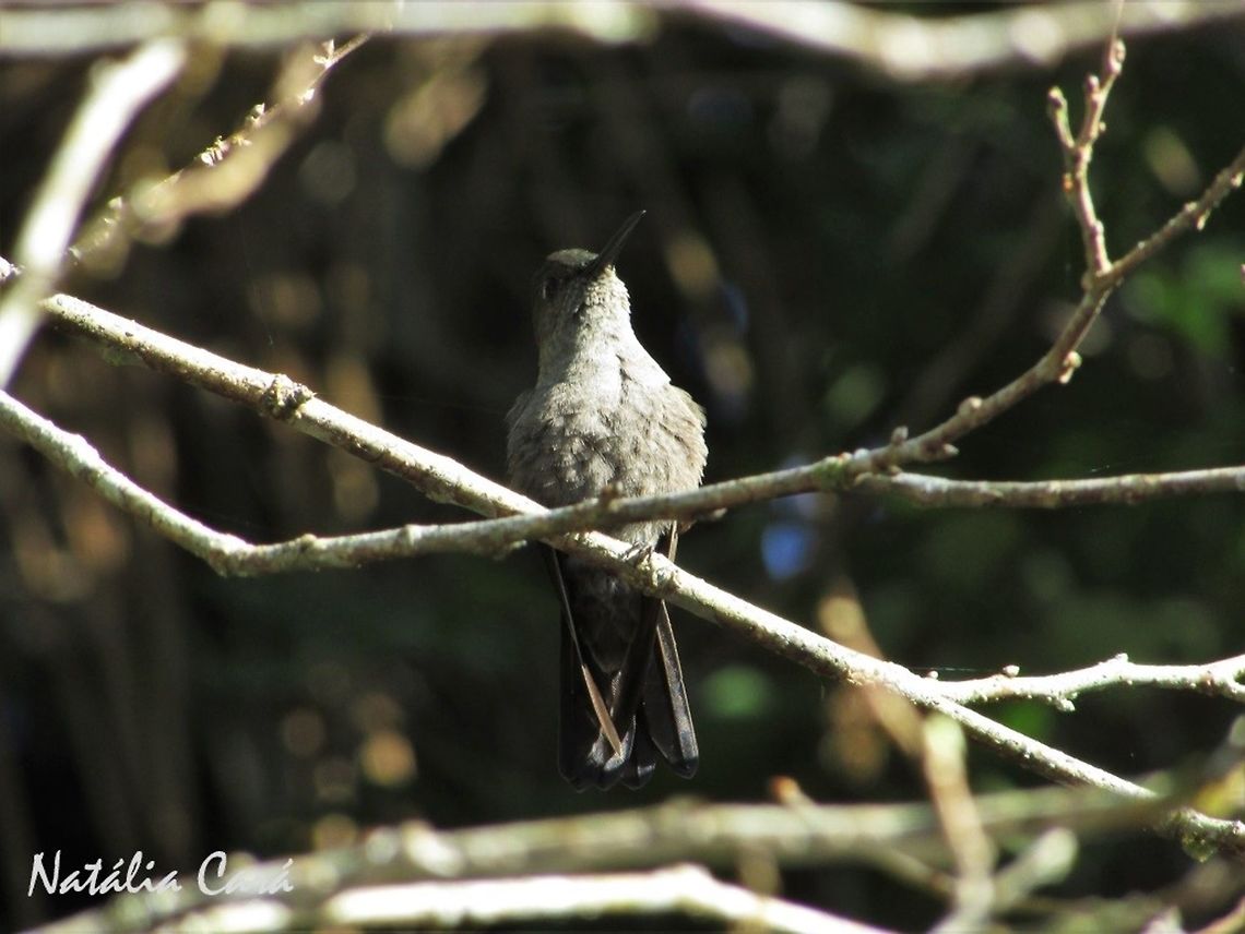 Sombre Humminbird (Aphantochroa cirrochloris) Taken in Peru&iacute;be, a coastal town in the state of S&atilde;o Paulo, Brazil. Locally known as Beija-flor-cinza. Aphantochroa,Aphantochroa cirrochloris,Apodiformes,Atlantic Forest,Brazil,Geotagged,Hummingbird,Peruibe,Sao Paulo,Sombre hummingbird,South America,Trochilidae,Winter,bird