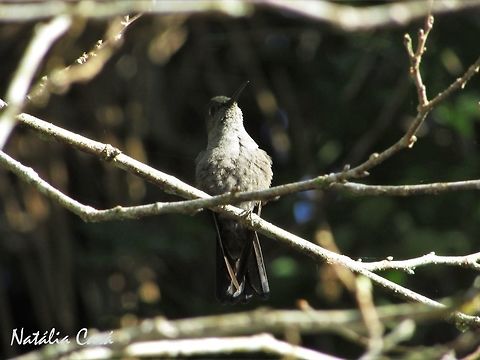 Sombre Humminbird (Aphantochroa cirrochloris) Taken in Peruíbe, a coastal town in the state of São Paulo, Brazil. Locally known as Beija-flor-cinza. Aphantochroa,Aphantochroa cirrochloris,Apodiformes,Atlantic Forest,Brazil,Geotagged,Hummingbird,Peruibe,Sao Paulo,Sombre hummingbird,South America,Trochilidae,Winter,bird