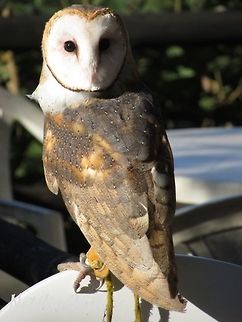 American Barn Owl (Tyto furcata) Taken in Peruíbe, a coastal town in the state of São Paulo, Brazil. Locally known as Suindara. Atlantic Forest,Barn Owl,Barn owl,Brazil,Geotagged,Peruibe,Raptors,Sao Paulo,South America,Strigiformes,Tyto,Tyto alba,Tytonidae,Winter,bird,birds of prey,owl