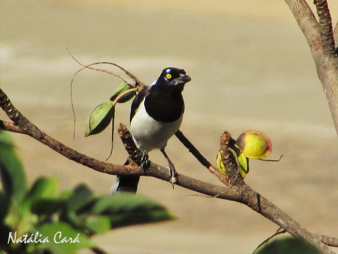 White-naped Jay (Cyanocorax cyanopogon) Probably a bird that used to be kept as a pet and got out of it&#039;s cage, as it&#039;s not supposed to occur int he area, but it&#039;s very characteristic call is now heard everyday.  Brazil,Corvidae,Cyanocorax cyanopogon,Geotagged,Passeriformes,Sao Paulo,South America,White-naped jay,Winter,Winterm jaym Cyanocorax,bird,endemic