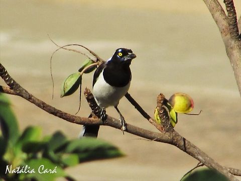 White-naped Jay (Cyanocorax cyanopogon) Probably a bird that used to be kept as a pet and got out of it's cage, as it's not supposed to occur int he area, but it's very characteristic call is now heard everyday.  Brazil,Corvidae,Cyanocorax cyanopogon,Geotagged,Passeriformes,Sao Paulo,South America,White-naped jay,Winter,Winterm jaym Cyanocorax,bird,endemic