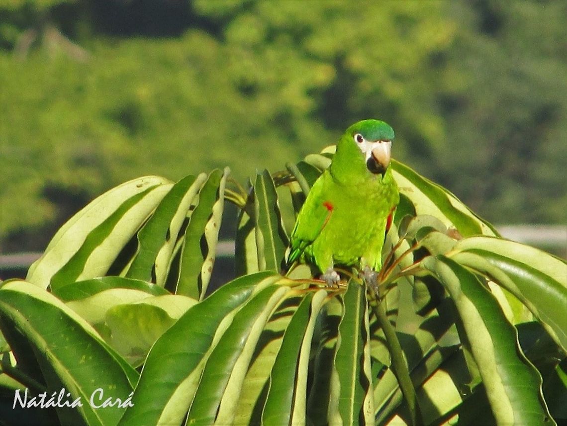 Red-shouldered Macaw (Diopsittaca nobilis) Extremely loud bird, but lovely to watch, always in flocks! Locally known as Maracan&atilde;-pequena. Arinae,Brazil,Diopsittaca,Diopsittaca nobilis,Geotagged,Psittacidae,Psittaciformes,Red-shouldered macaw,Sao Paulo,South America,Summer,Winter,bird,macaw,parrot