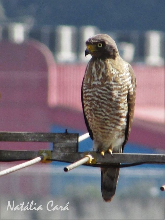 Roadside Hawk (Rupornis magnirostris) Taken in the big city of S&atilde;o Paulo. Locally known as Gavi&atilde;o-carij&oacute;. Accipitridae,Accipitriformes,Birds of Prey,Brazil,Buteo,Buteo magnirostris,Geotagged,Roadside Hawk,Rupornis,Sao Paulo,South America,Winter,bird,hawk,raptor