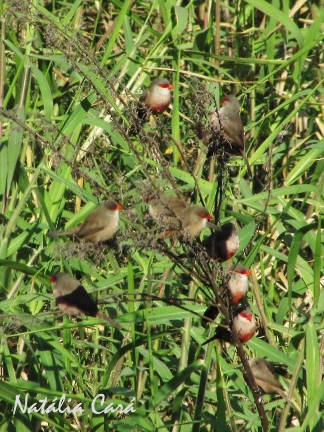 Common Waxbill (Estrilda astrild) Small but loud birds, always found in flocks, flying in perfect synchrony. Photo taken in S&atilde;o Paulo, Brazil, where they are known as Bico-de-lacre.  Brazil,Common Waxbill,Estrilda,Estrilda astrild,Geotagged,Passeridae,Passeriformes,Sao Paulo,South America,Winter,bird,finch,passerine,waxbill