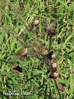 Common Waxbill (Estrilda astrild) Small but loud birds, always found in flocks, flying in perfect synchrony. Photo taken in São Paulo, Brazil, where they are known as Bico-de-lacre.  Brazil,Common Waxbill,Estrilda,Estrilda astrild,Geotagged,Passeridae,Passeriformes,Sao Paulo,South America,Winter,bird,finch,passerine,waxbill
