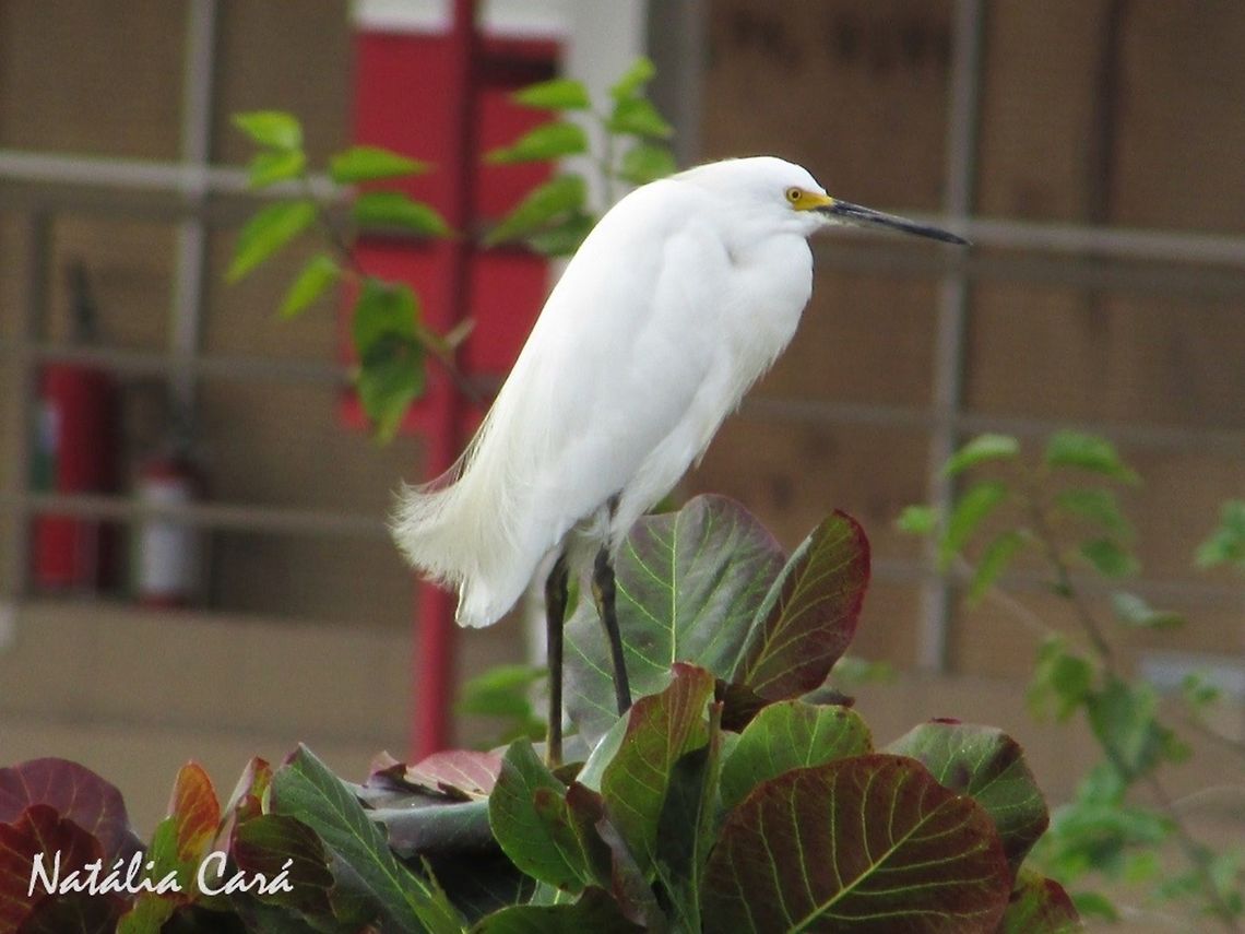 Snowy Egret (Egretta thula) Taken in the big city of S&atilde;o Paulo, Brazil, where it's known as Gar&ccedil;a-branca-pequena. Ardeidae,Brazil,Egretta,Egretta thula,Geotagged,Neornithes,Pelecaniformes,Sao Paulo,Snowy Egret,South America,Winter,bird,egret,heron