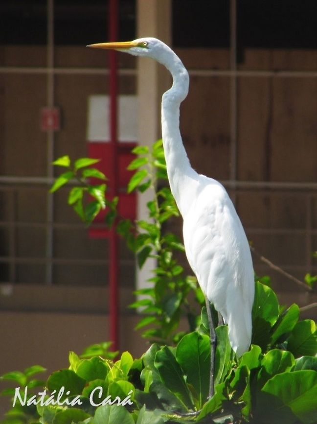 Great Egret (Ardea alba) In the big city of S&atilde;o Paulo, Brazil, where it&#039;s known as Gar&ccedil;a-branca-grande. Ardea,Ardea alba,Ardeidae,Brazil,Common Egret,Geotagged,Great egret,Pelecaniformes,Sao Paulo,South America,Winter,bird,egret,heron