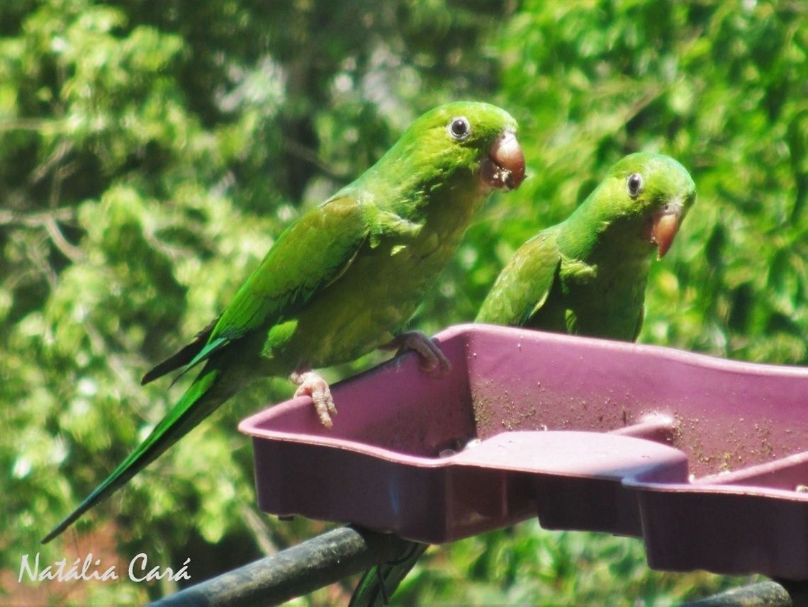 Plain Parakeet (Brotogeris tirica) Taken in the city of S&atilde;o Paulo, where it's called Periquito-verde, but also known as Maritaca. Arinae,Atlantic Forest,Brazil,Brotogeris,Brotogeris tirica,Geotagged,Plain parakeet,Psittacidae,Psittaciformes,Sao Paulo,South America,Winter,bird,parakeet,parrot