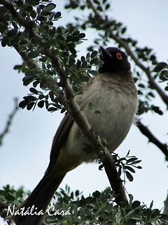 African Red-eyed Bulbul (Pycnonotus nigricans) Taken in December 2015, near Windhoek, Namibia. Known as Rooioogtiptol, in Afrikaans. African red-eyed bulbul,Geotagged,Namibia,Passeriformes,Pycnonotidae,Pycnonotus,Pycnonotus nigricans,Southern Africa,Summer,bird,bulbul