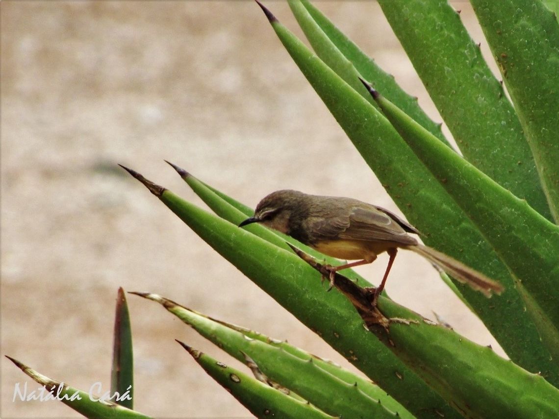 Black-chested Prinia (Prinia flavicans) Taken in Namibia, in December 2015. Known as Swartbandlangstertjie, in Afrikaans. Africa,Black-chested prinia,Cisticolidae,Geotagged,Namibia,Passeriformes,Prinia flavicans,Southern Africa,Summer,bird,desert,prinia